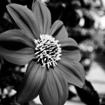 Flower in Black and White