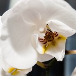 Orchid in White